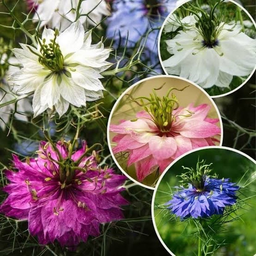 Çörek otu çiçeği 20 adet tohum - Görsel 2