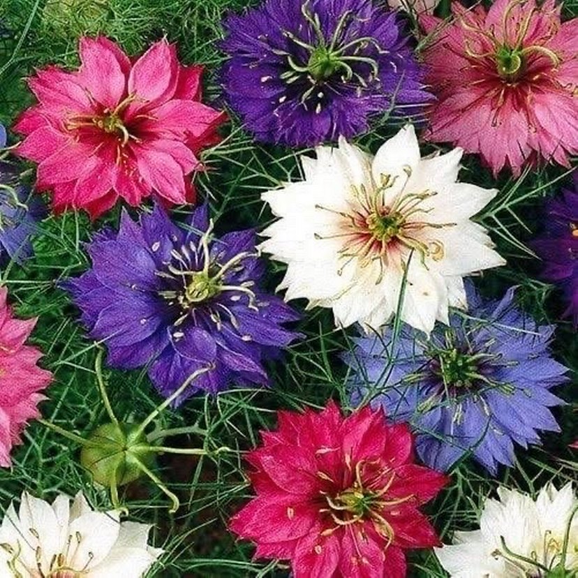 Çörek otu çiçeği 20 adet tohum - Görsel 3