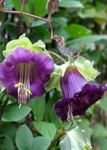 Çan sarmaşığı tohumu 2 adet - Görsel 5