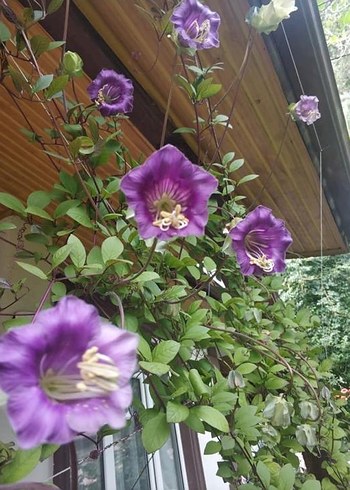 Çan sarmaşığı tohumu 2 adet - Görsel 2