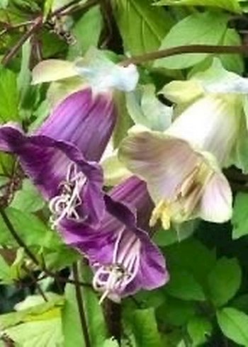 Çan sarmaşığı tohumu 2 adet - Görsel 4