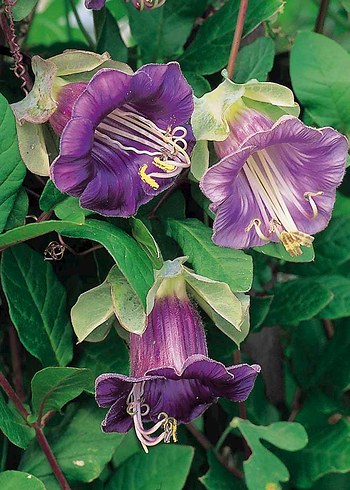 Çan sarmaşığı tohumu 2 adet - Görsel 3