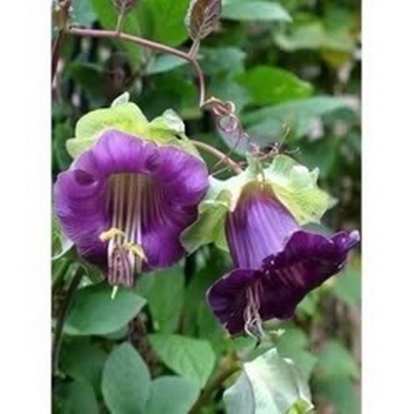 Çan sarmaşığı tohumu 2 adet - Görsel 5