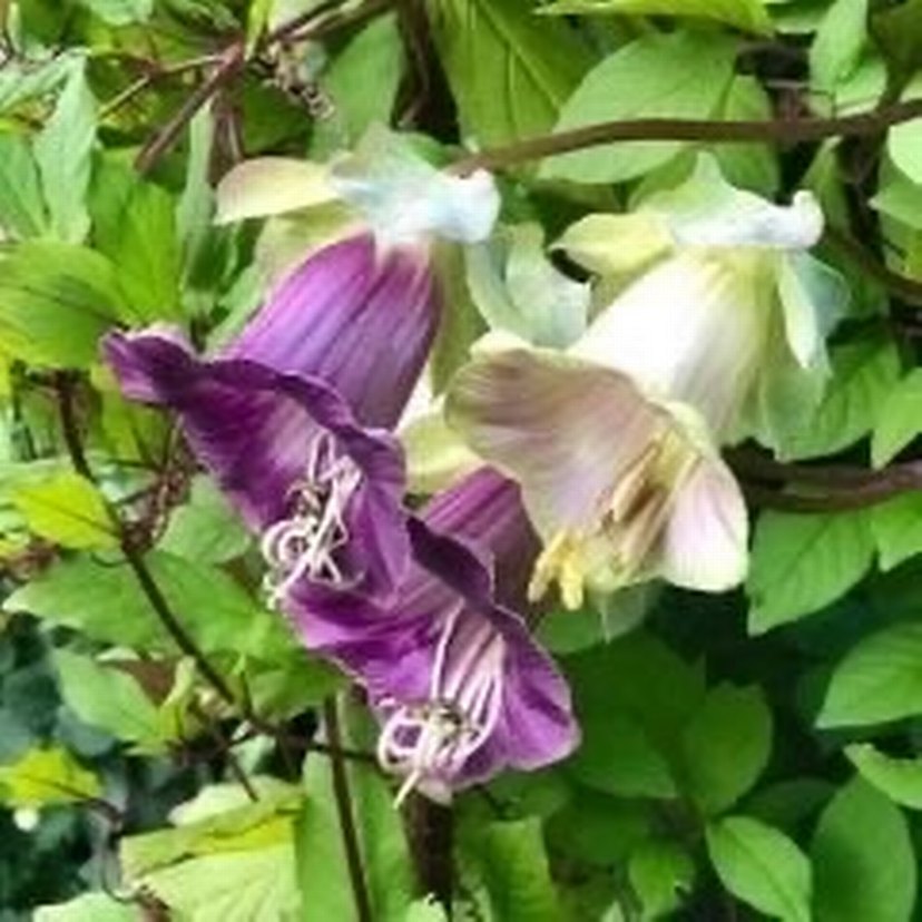 Çan sarmaşığı tohumu 2 adet - Görsel 4