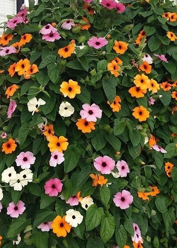 Kara gözlü suzan sarmaşığı 2 tohum - Görsel 4