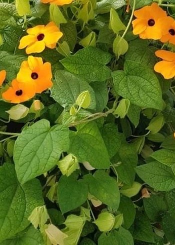 Kara gözlü suzan sarmaşığı 2 tohum - Görsel 5