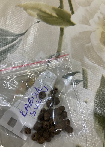 Kara gözlü suzan sarmaşığı 2 tohum - Görsel 6