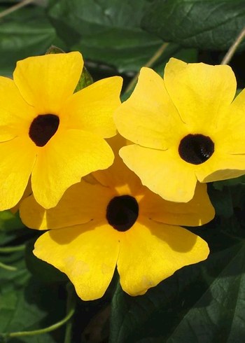 Kara gözlü suzan sarmaşığı 2 tohum - Görsel 3