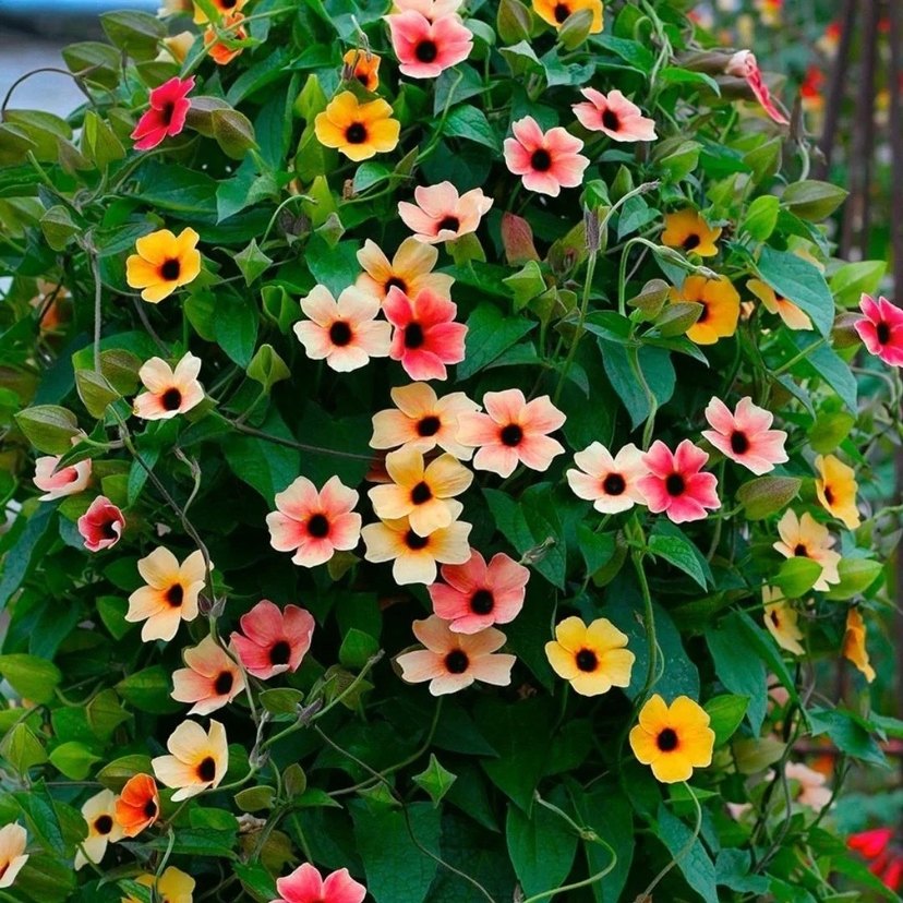 Kara gözlü suzan sarmaşığı 2 tohum - Görsel 2