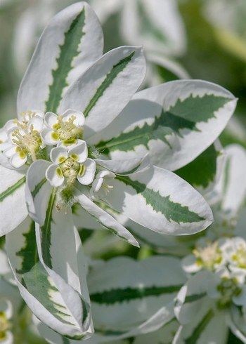 Üçüz çiçeği tohumu 5 adet - Görsel 2