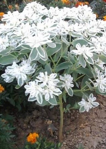 Üçüz çiçeği tohumu 5 adet - Görsel 4