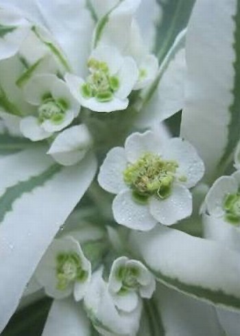 Üçüz çiçeği tohumu 5 adet - Görsel 3