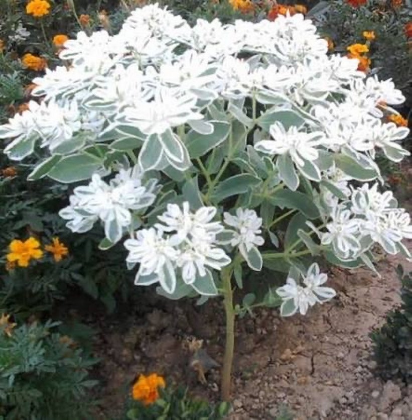 Üçüz çiçeği tohumu 5 adet - Görsel 4