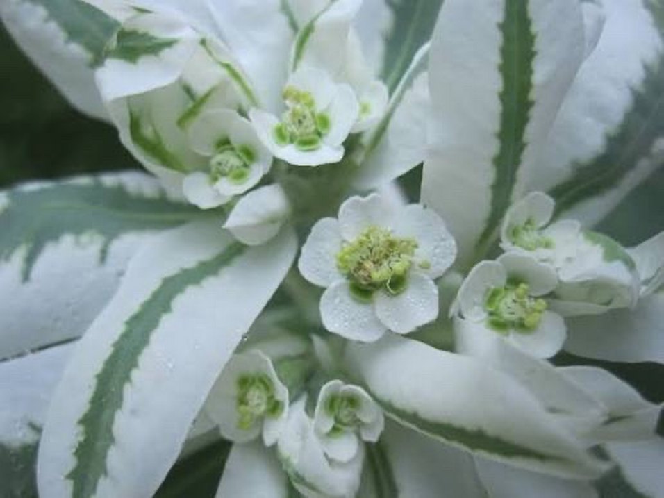 Üçüz çiçeği tohumu 5 adet - Görsel 3