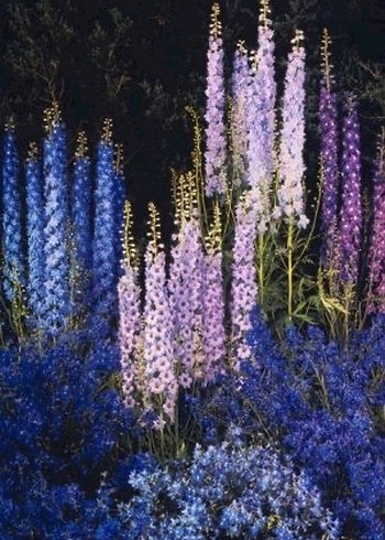 Hazeran çiçeği tohumu 10 adet - Görsel 2