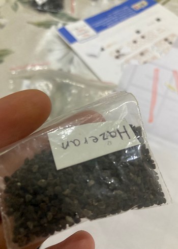 Hazeran çiçeği tohumu 10 adet - Görsel 4