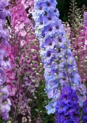 Hazeran çiçeği tohumu 10 adet - Görsel 3