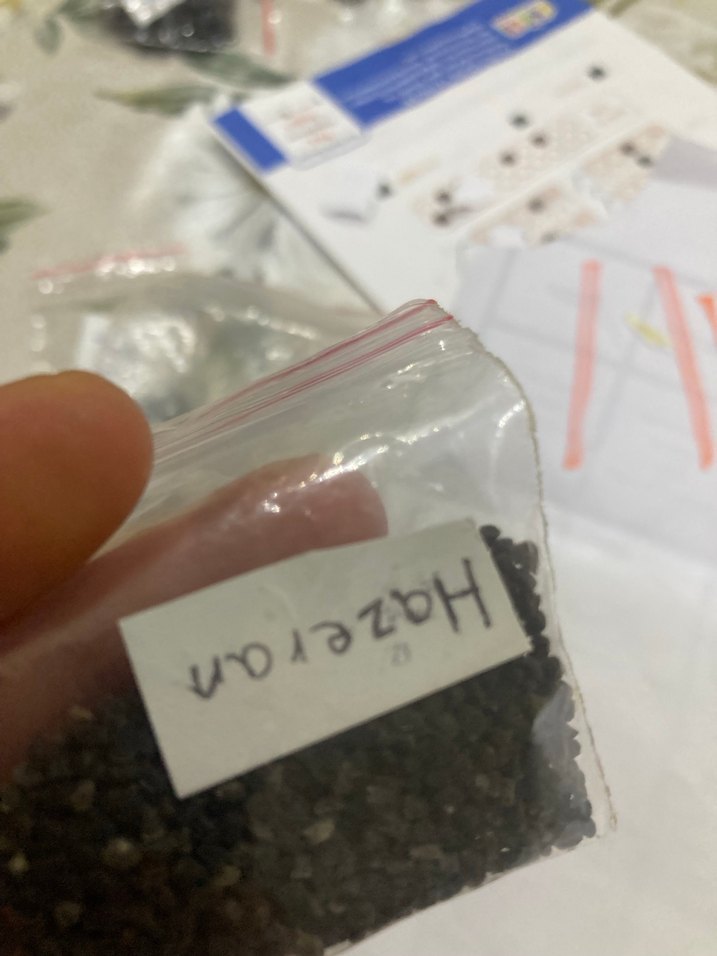 Hazeran çiçeği tohumu 10 adet - Görsel 5