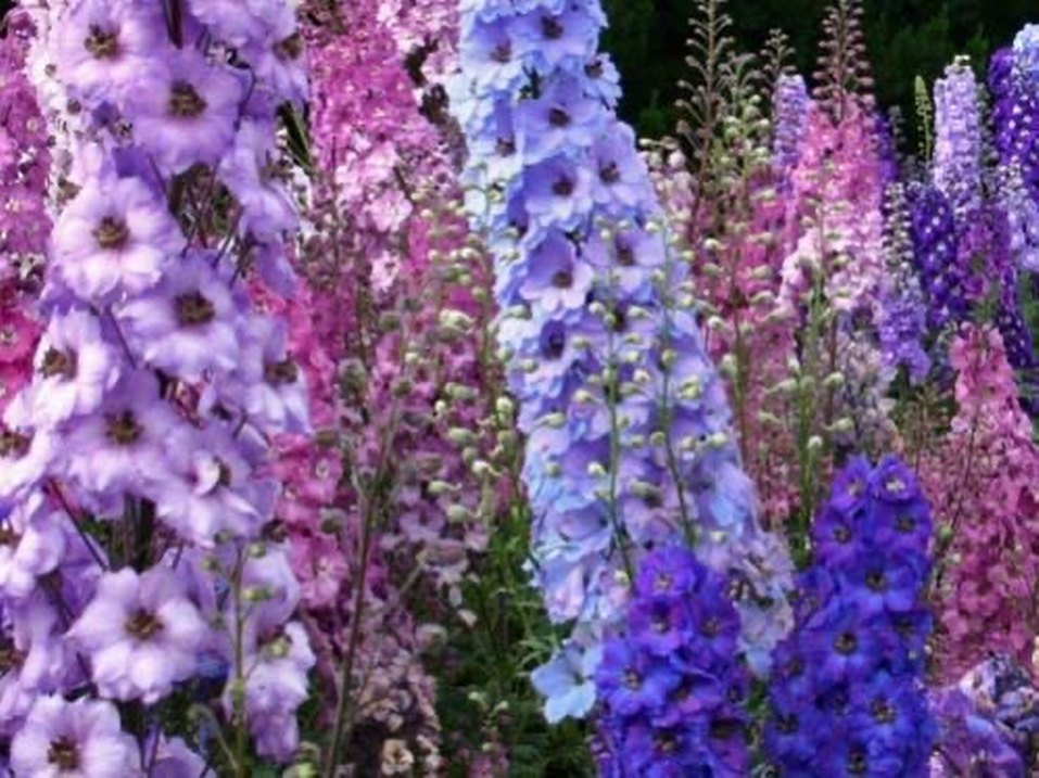 Hazeran çiçeği tohumu 10 adet - Görsel 3