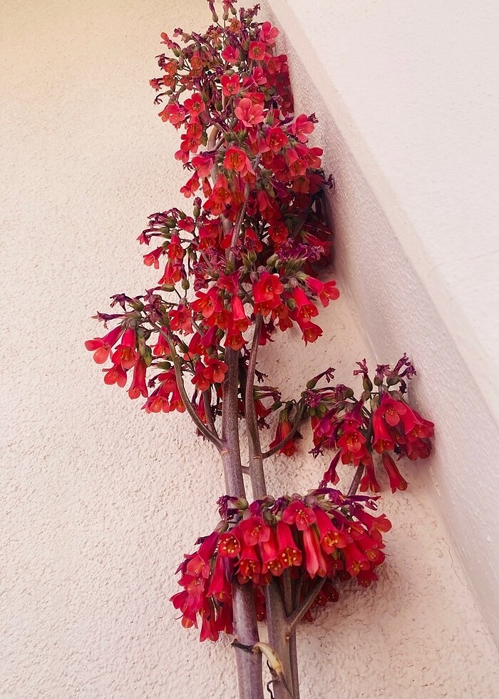 Aşkın gözyaşları Sukulent - Görsel 2