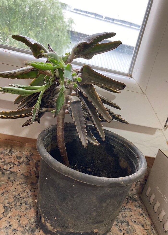 Aşkın gözyaşları Sukulent - Görsel 4