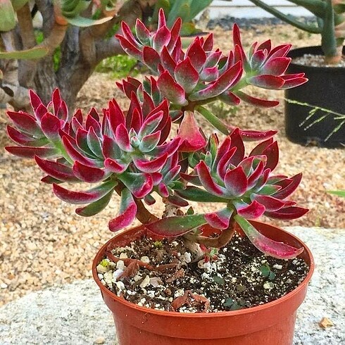 Echeveria ruby tüylü Sukulent