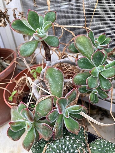  Echeveria ruby tüylü Sukulent