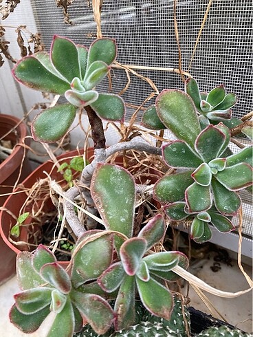  Beden Echeveria ruby tüylü Sukulent
