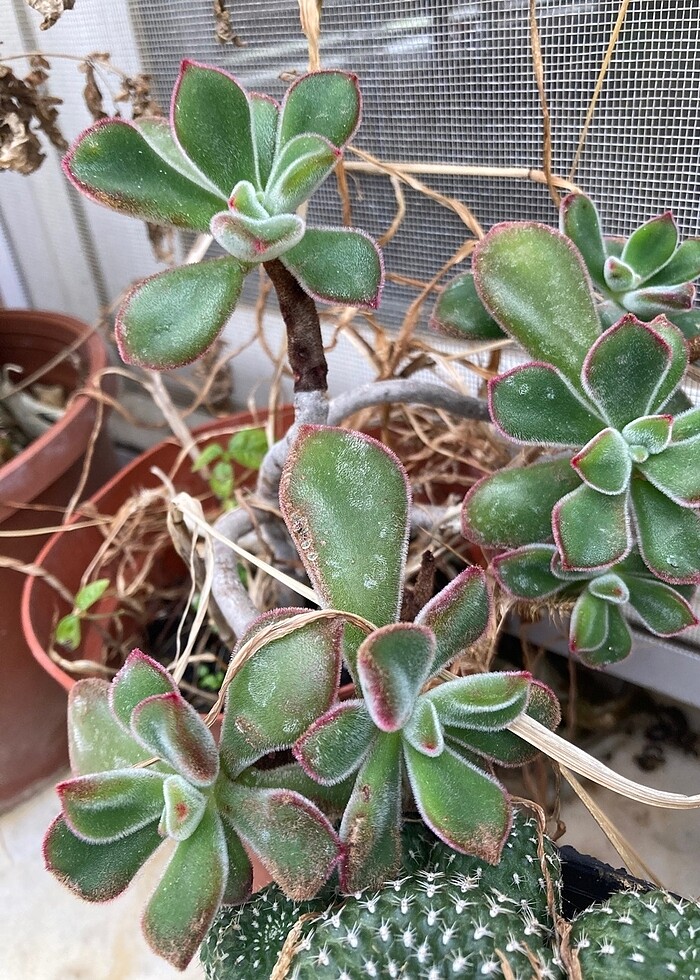 Echeveria ruby tüylü Sukulent - Görsel 2