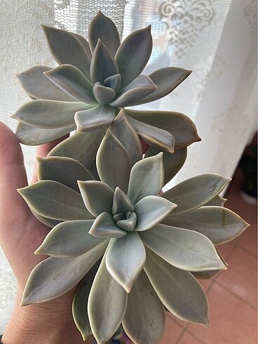 Grapto Sukulent anaç kafa - Görsel 4