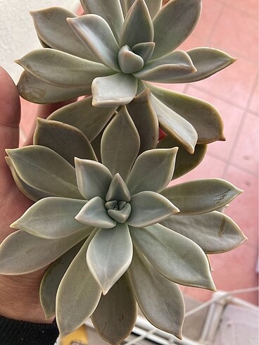 Grapto Sukulent anaç kafa - Görsel 5