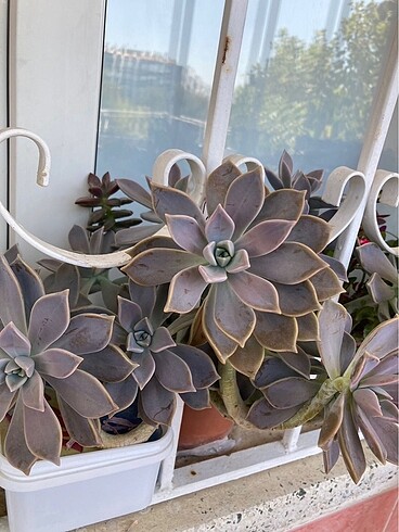 Grapto Sukulent anaç kafa - Görsel 3