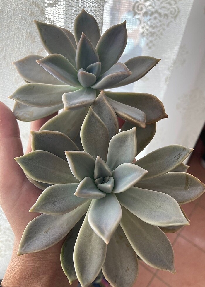 Grapto Sukulent anaç kafa - Görsel 4