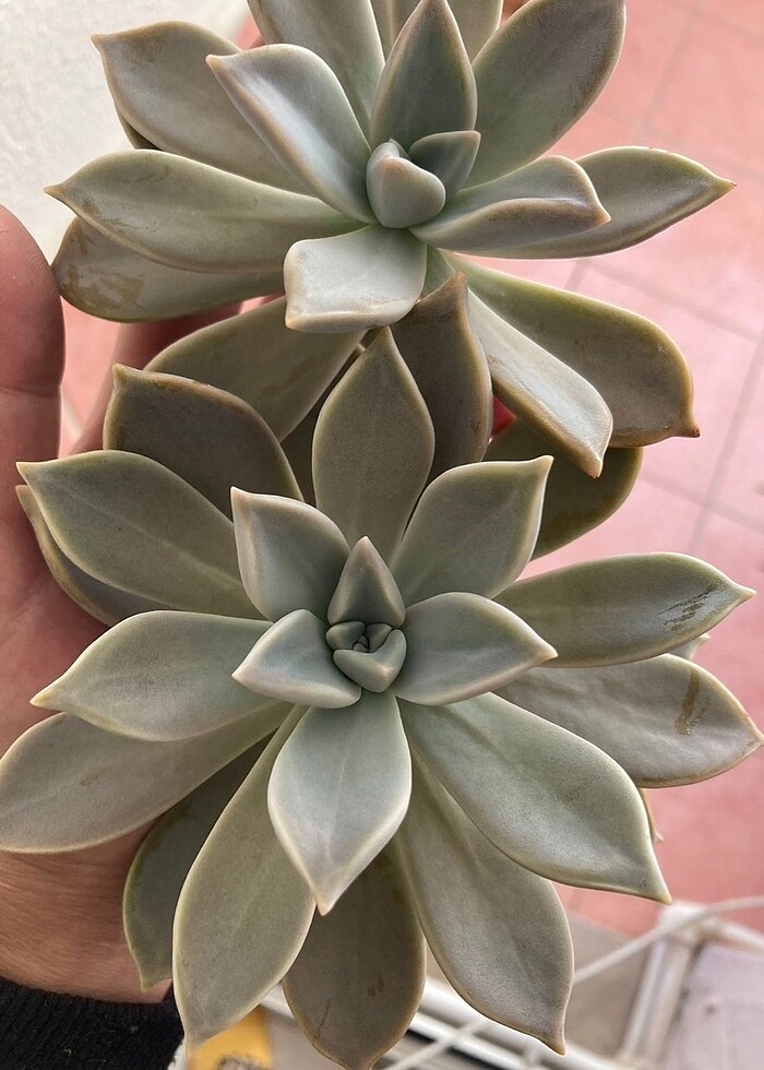 Grapto Sukulent anaç kafa - Görsel 5