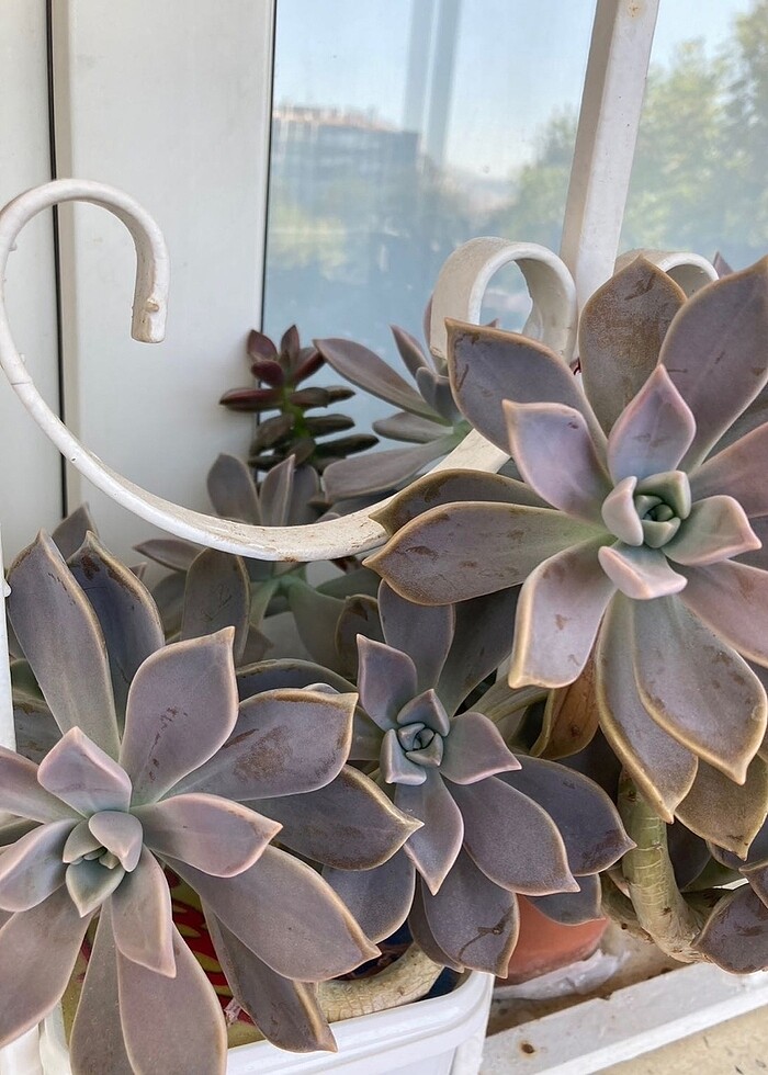 Grapto Sukulent anaç kafa - Görsel 2