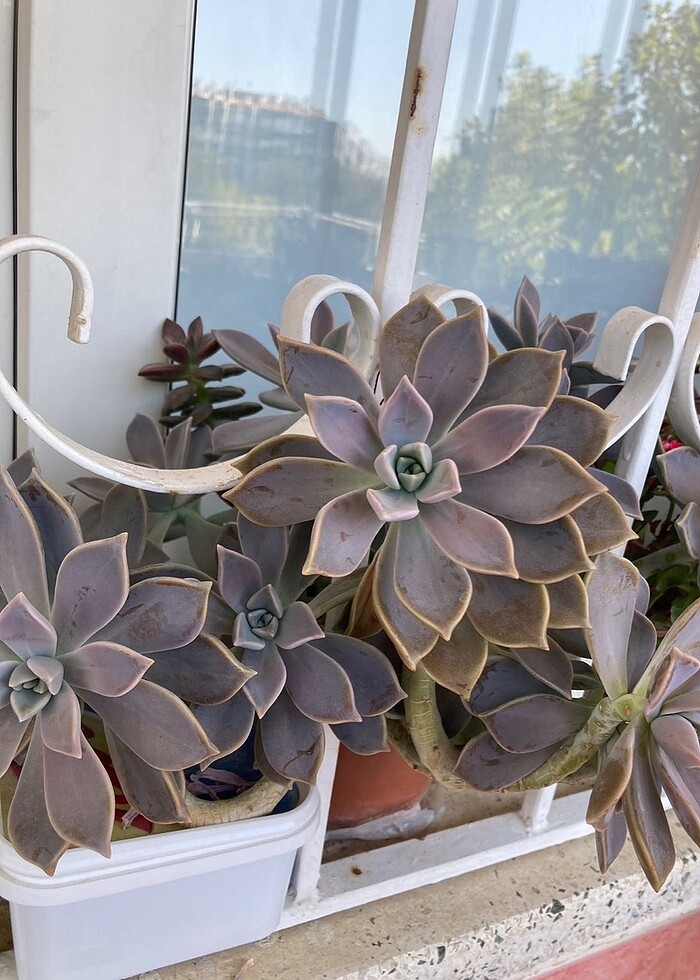 Grapto Sukulent anaç kafa - Görsel 3