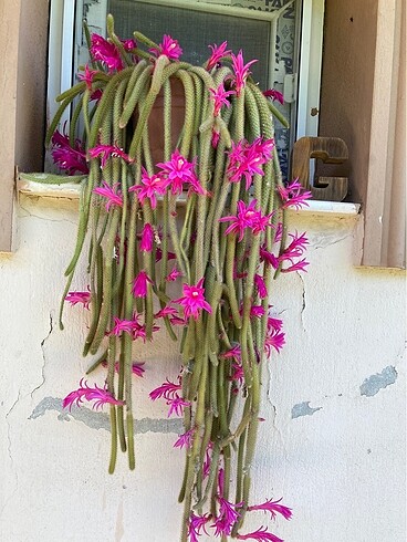 Yılan kaktüs pembe - Görsel 4