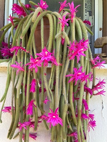 Yılan kaktüs pembe - Görsel 2