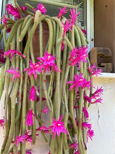 Yılan kaktüs pembe - Görsel 3