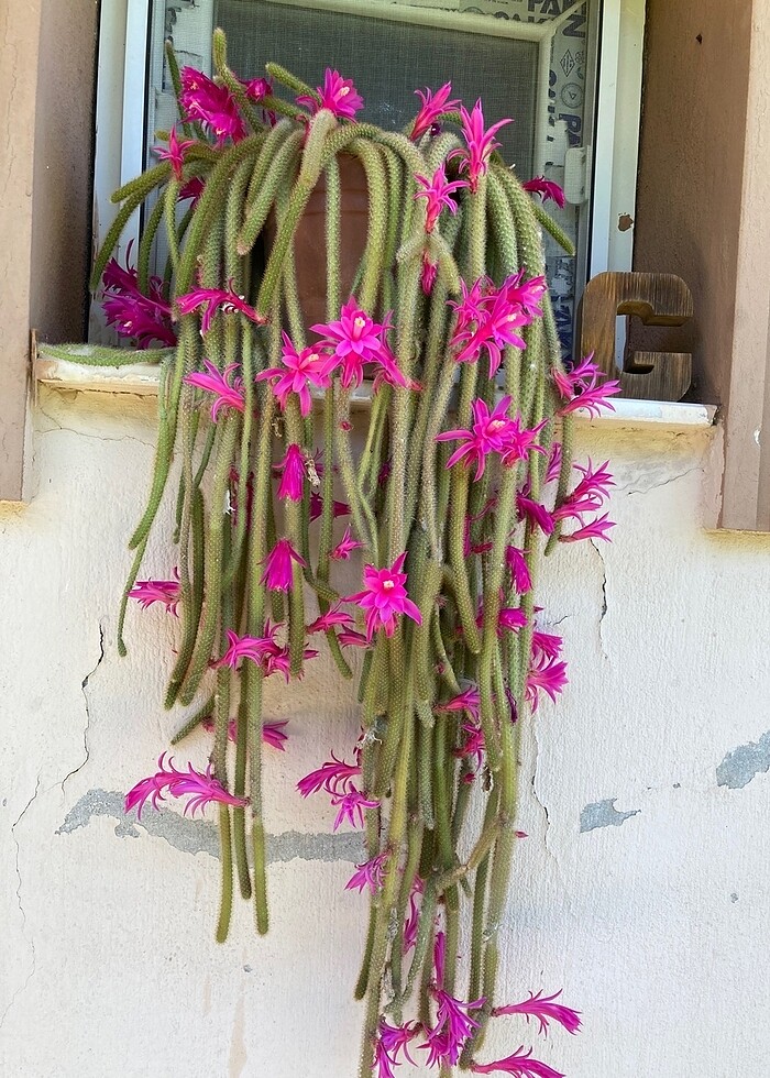 Yılan kaktüs pembe - Görsel 4