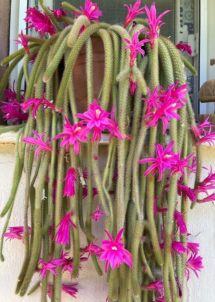 Yılan kaktüs pembe - Görsel 2