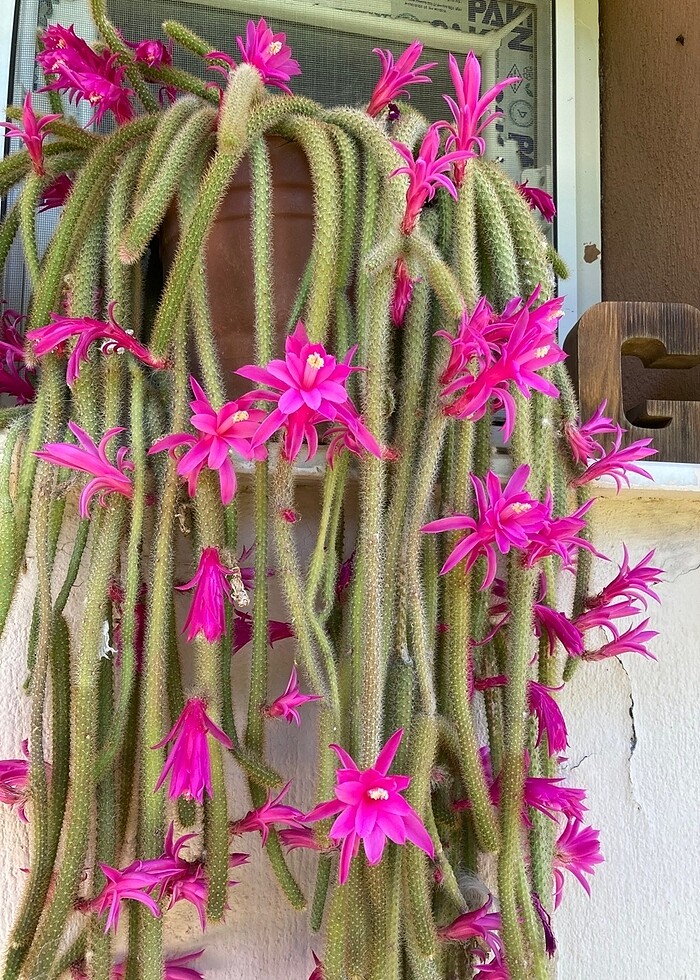 Yılan kaktüs pembe - Görsel 3