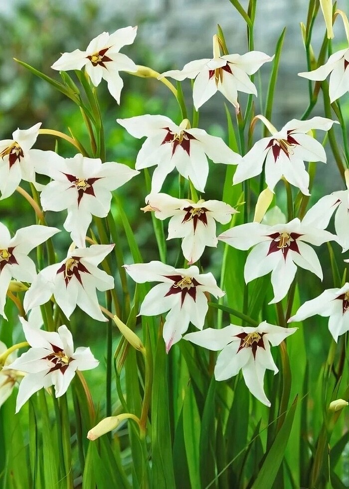 Tavus kuşu orkide soğanı - Görsel 2