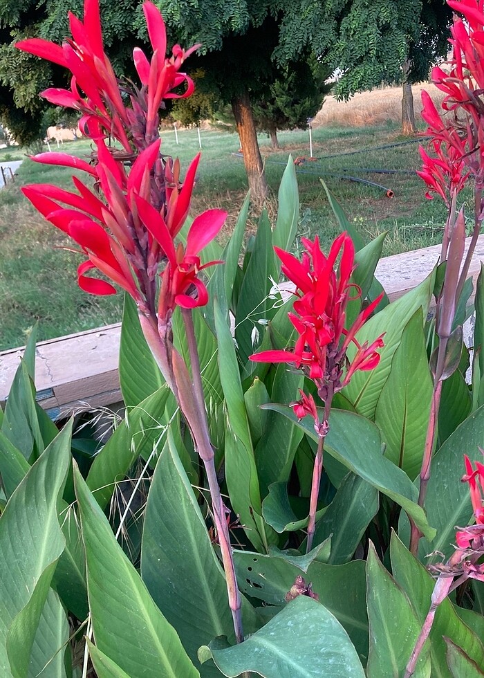 Canna çiçeği tespih çiçeği - Görsel 3