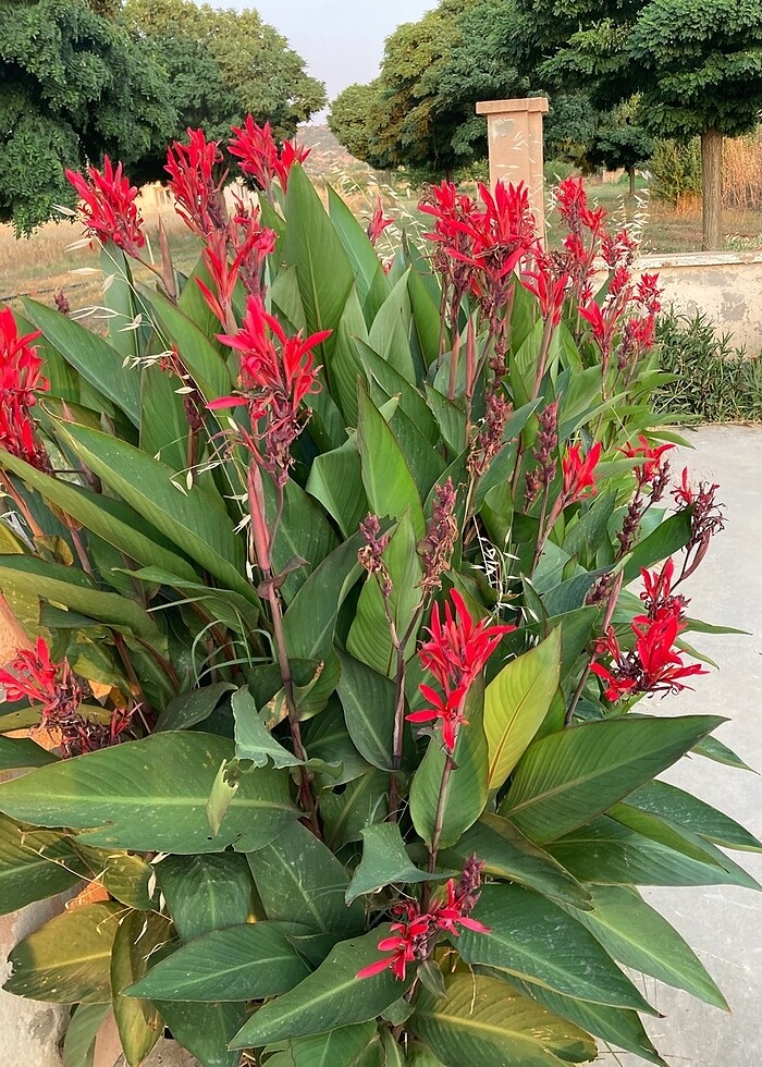 Canna çiçeği tespih çiçeği - Görsel 2