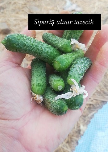 Taze Kornişon Salatalık