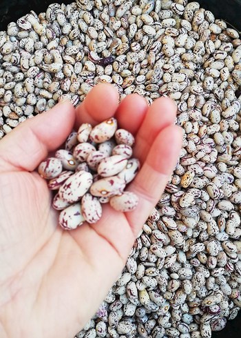 Kuru fasulye ve barbunya - Görsel 3