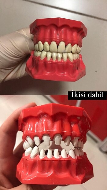 Diş hekimliği fantom çene diş