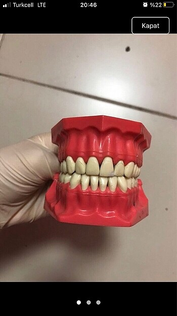 Diğer Diş hekimliği fantom çene diş