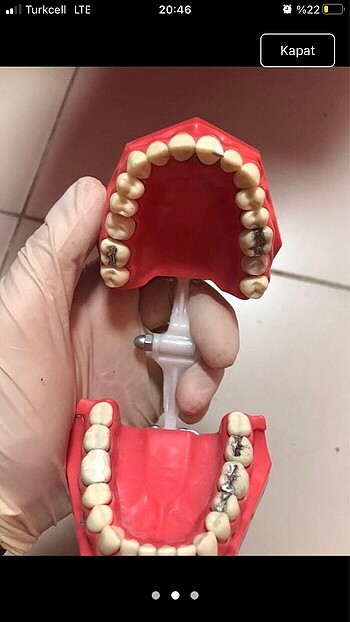  Beden Diş hekimliği fantom çene diş